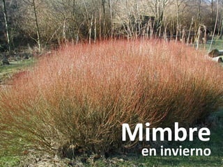 Mimbre
en invierno
 