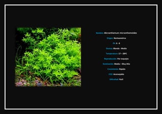 Nombre: Micranthemum micranthemoides

          Origen: Norteamérica

                 Ph: 6 - 8

         Dureza: Blanda ...