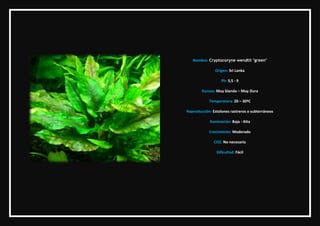 Nombre: Cryptocoryne wendtii "green"

               Origen: Sri Lanka

                   Ph: 5,5 - 9

        Dureza: Mu...