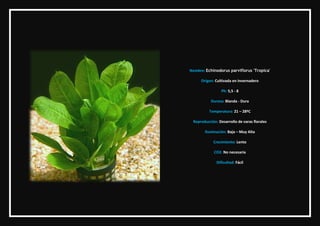 Nombre: Echinodorus parviflorus 'Tropica'

     Origen: Cultivada en invernadero

                 Ph: 5,5 - 8

          ...