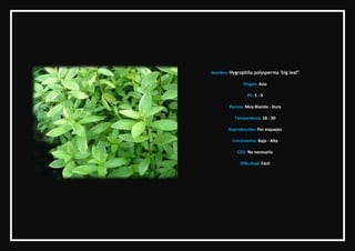 Nombre: Hygrophila polysperma 'big leaf"

              Origen: Asia

                 Ph: 5 - 9

        Dureza: Muy Blan...