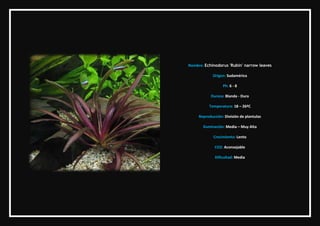 Nombre: Echinodorus 'Rubin' narrow leaves

            Origen: Sudamérica

                  Ph: 6 - 8

           Dureza:...
