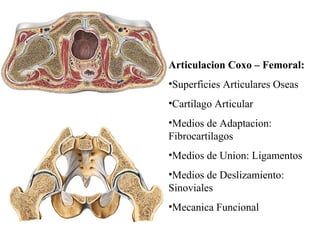 Articulacion Coxo – Femoral:
•Superficies Articulares Oseas
•Cartilago Articular
•Medios de Adaptacion:
Fibrocartilagos
•Medios de Union: Ligamentos
•Medios de Deslizamiento:
Sinoviales
•Mecanica Funcional
 