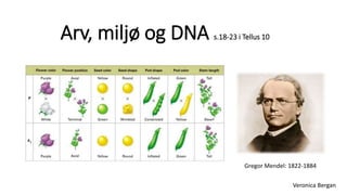 Arv, miljø og DNA s.18-23 i Tellus 10 
Gregor Mendel: 1822-1884 
Veronica Bergan 
 