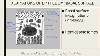 3- BASIC HISTOLOGY LECTURE SERIES.pdf