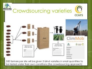 Crowdsourcing varieties
500 farmers per site will be given 3 blind varieties in small quantities to
be tested under their own conditions (the crowdsourcing approach)
 