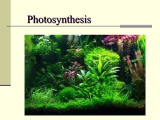 Photosynthesis 