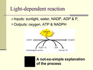 Light-dependent reaction Inputs: sunlight, water, NADP, ADP & P i Outputs: oxygen, ATP & NADPH A not-so-simple explanation  of the process 