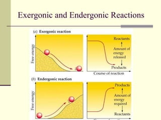 Exergonic and Endergonic Reactions 