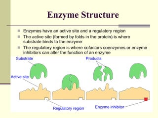 Enzyme Structure Enzymes have an active site and a regulatory region The active site (formed by folds in the protein) is where substrate binds to the enzyme The regulatory region is where cofactors coenzymes or enzyme inhibitors can alter the function of an enzyme Substrate Active site Regulatory region Products Enzyme inhibitor 
