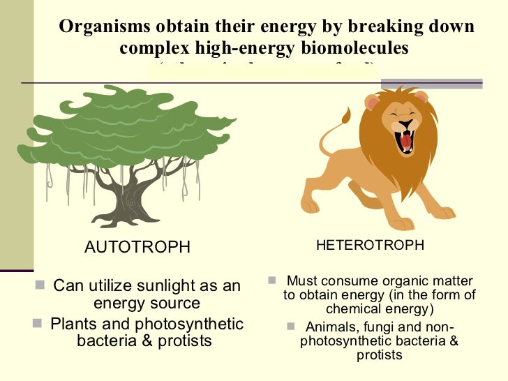 3 Biochemical processes in cells