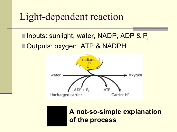 3 - Biochemical processes in cells
