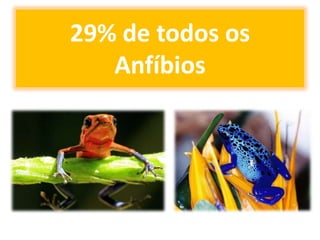 29% de todos os
   Anfíbios
 