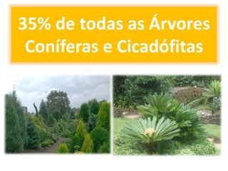 35% de todas as Árvores
 Coníferas e Cicadófitas
 