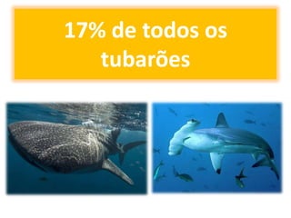17% de todos os
   tubarões
 