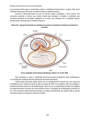 Biologia do Desenvolvimento Animal Comparado
106
ovo amniota contém água e suprimento nutritivo, é fertilizado internamente e contém vitelo como
material nutritivo para alimentar o embrião durante o desenvolvimento.
Durante o desenvolvimento do ovo se formam quatro cavidades: o saco vitelino, que
armazena nutriente; o âmnio, que contem líquido para proteger o embrião; o alantóide, que
armazena produtos de excreção metabólica e o corión, que interage com o ambiente externo
selecionando materiais para o embrião (Figura 6).
Figura 06 – esquema mostrando as cavidades nas quais se armazenam nutrientes e produtos de
excreção.
Fonte: Adaptado de Developmental Biology. Gilbert, S.F. 8ª Ed. 2006.
Nos mamíferos o corión é modificado para formar parte da placenta. Esta modificação é
um exemplo de mudança evolutiva decorrente do desenvolvimento.
Todas essas estruturas estão dentro de um compartimento formado por uma casca de
consistência dura, através da qual se dão as trocas de CO2 e de oxigênio, além de proteger o
embrião de fatores externos e da desidratação. Como se vê, as modificações iniciais nos estágios
do desenvolvimento do ponto de vista evolutivo foram o resultado de modificações ocorridas no
ovo. Nos humanos essas estruturas formam os anexos embrionários que quase nada ou pouco
contribuem para a formação do corpo do embrião.
 