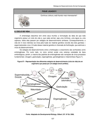 Biologia do Desenvolvimento Animal Comparado
107
FIQUE LIGADO!!!
Continue a leitura, está ficando mais interessante!!
6. CICLO DE VIDA
A embriologia descritiva tem entre seus triunfos a formulação da ideia de que todo
organismo possui um ciclo de vida e, que cada animal, seja uma minhoca, uma águia ou uma
capivara, todos eles passam por estágios de desenvolvimento similares. Consequentemente, a
vida de m novo indivíduo se inicia pela fusão do material genético oriundo dos dois gametas –
espermatozoide e ovo. A fusão desse material genético é chamada de fertilização, que estimula o
início do desenvolvimento.
Os estágios de desenvolvimento entre a fertilização e crescimento são conhecidos como
embriogênese. Por outro lado, no reino animal existe uma extensa variedade de tipos
embriológicos, porém, a maioria dos padrões de embriogênese são variações de cinco processos
fundamentais: clivagem, gastrulação, organogênese, gametogênese e metamorfose (Figura 7).
Figura 07 – Representação dos diferentes estágios de desenvolvimento (ciclo de vida) de um
organismo que passa por um estágio larval (anfíbio).
Fonte: Adaptado de Developmental Biology. Gilbert, S.F. 8ª Ed. 2006.
 