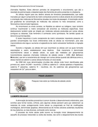 Biologia do Desenvolvimento Animal Comparado
112
chamados filipódios. Estes alternam períodos de alongamento e encurtamento, que são o
resultado da polimerização e despolarização dos filamentos de actina presentes no citoplasma.
As células migram para seu destino através de itinerários preestabelecidos, que estão
marcados por algum componente da matriz extracelular próximo à célula através de concentração
e orientação das moléculas de fibronectina situadas nos locais de passagem. A locomoção celular
por gradientes de concentração de moléculas não solúveis no meio extracelular, como a
fibronectina é denominado haptotaxia.
Ao encontrarem os sinais corretos, os filipódios se aderem ao colágeno, caso contrário
continua “examinando” a matriz extracelular até encontrar as moléculas específicas. Esse
deslocamento também pode ser dirigido por moléculas solúveis produzidas por outras células
contíguas ou distantes. Este fenômeno é conhecido como quimiotaxia. No sentido oposto se
denomina quimiorrepulsão.
O ácido hialurônico é outro componente da matriz extracelular importante presente em
grandes concentrações nos locais embrionários onde as células se movimentam, pois esta
macromolécula atrai água e aumenta a turgescência da matriz extracelular facilitando a migração
celular.
Durante a migração, as células tem que reconhecer as células com as quais formarão
associações e, assim, estabelecerem seus destinos. Este mecanismo é denominado
reconhecimento celular e adesão celular, os quais são mediados por glicoproteínas
transmembrana especiais chamadas moléculas de adesão celular – CAM. (Cell Adhesion
Molecules), que tem a característica de interagir com outras células quando são idênticas entre si,
dessa maneira se aderem a outras células formando um novo tecido.
As CAM têm suas denominações oriundas das células onde foram identificadas pela
primeira vez, assim: N-CAM – neurônios, L-CAM ou caderina E – células epiteliais e hepatócitos,
caderina P (placenta), caderina N - neurônios, etc. As caderinas são glicoproteínas que
necessitam de Ca2+
para se aderir.
FIQUE LIGADO!!!
Pesquise mais sobre as moléculas de adesão celular
1.4 MORTE CELULAR
A eliminação de tecidos provisórios é comum durante o desenvolvimento embrionário, pois
contribui para formar ductos, orifícios, pois algumas células perecem para que sobrevivam as
restantes do corpo, protagonizando morte celular ou programada ao final de modificações
morfológicas, denominada apoptose, diferenciando-as de mortes celulares acidentais resultantes
de traumatismos, os mais diversos, conhecido como necrose.
O processo de morte celular pode ocorrer na formação inicial (desaparecimento do
assoalho do processo notocordal) ou tardia dos tecidos, tais como o desparecimento dos ductos
 