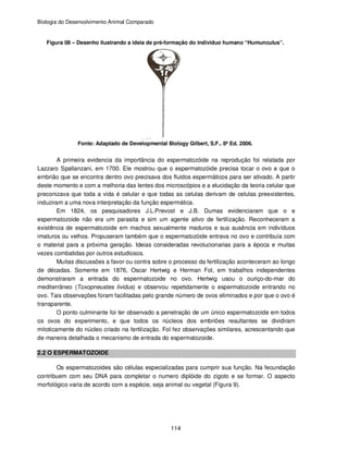 Biologia do Desenvolvimento Animal Comparado
114
Figura 08 – Desenho ilustrando a ideia de pré-formação do individuo humano “Humunculus”.
Fonte: Adaptado de Developmental Biology Gilbert, S.F.. 8ª Ed. 2006.
A primeira evidencia da importância do espermatozóide na reprodução foi relatada por
Lazzaro Spallanzani, em 1700. Ele mostrou que o espermatozóide precisa tocar o ovo e que o
embrião que se encontra dentro ovo precisava dos fluidos espermáticos para ser ativado. A partir
deste momento e com a melhoria das lentes dos microscópios e a elucidação da teoria celular que
preconizava que toda a vida é celular e que todas as celulas derivam de celulas preexistentes,
induziram a uma nova interpretação da função espermática.
Em 1824, os pesquisadores J.L.Prevost e J.B. Dumas evidenciaram que o e
espermatozoide não era um parasita e sim um agente ativo de fertilização. Reconheceram a
existência de espermatozoide em machos sexualmente maduros e sua ausência em indivíduos
imaturos ou velhos. Propuseram também que o espermatozóide entrava no ovo e contribuía com
o material para a próxima geração. Ideias consideradas revolucionarias para a época e muitas
vezes combatidas por outros estudiosos.
Muitas discussões a favor ou contra sobre o processo da fertilização aconteceram ao longo
de décadas. Somente em 1876, Oscar Hertwig e Herman Fol, em trabalhos independentes
demonstraram a entrada do espermatozoide no ovo. Hertwig usou o ouriço-do-mar do
mediterrâneo (Toxopneustes lividus) e observou repetidamente o espermatozoide entrando no
ovo. Tais observações foram facilitadas pelo grande número de ovos eliminados e por que o ovo é
transparente.
O ponto culminante foi ter observado a penetração de um único espermatozoide em todos
os ovos do experimento, e que todos os núcleos dos embriões resultantes se dividiram
mitoticamente do núcleo criado na fertilização. Fol fez observações similares, acrescentando que
de maneira detalhada o mecanismo de entrada do espermatozoide.
2.2 O ESPERMATOZOIDE
Os espermatozoides são células especializadas para cumprir sua função. Na fecundação
contribuem com seu DNA para completar o numero diplóide do zigoto e se formar. O aspecto
morfológico varia de acordo com a espécie, seja animal ou vegetal (Figura 9).
 