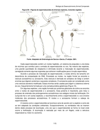 Biologia do Desenvolvimento Animal Comparado
115
Figura 09 – Figuras de espermatozoides de diversas espécies, incluindo vegetais
Fonte: Adaptado de Embriologia de Garcia e Garcia. 2ª edição. 2001.
Cada espermatozoide contém um núcleo haplóide, um sistema de propulsão e uma bolsa
de enzimas que contribui para a entrada do espermatozoide no ovo. Na maioria das espécies,
uma grande quantidade de citoplasma é eliminada durante a maturação do espermatozoide,
carregando somente algumas organelas que sofreram modificações para a função espermática.
Durante o processo de maturação do espermatozoide, o núcleo diminui de tamanho em
decorrência da compactação do DNA. Encostado ao núcleo, na região frontal se encontra a
vesícula acrossômica ou acrossomo. Esta vesícula é derivada do complexo de Golgi e contem
enzimas que digerem proteínas e açucares complexos. O acrossoma pode ser considerado como
uma vesícula secretora modificada. Essas enzimas serão usadas para digerir a cobertura externa
do ovo, frequentemente formada por uma camada protéica gelatinosa (Figura 10).
Em algumas espécies, uma região formada por proteínas globulares de actina se encontra
entre o núcleo do espermatozóide e o acrossomo. Essa proteína é importante, pois induz o
processo de extensão dos prolongamentos acrossômicos nos estágios iniciais da fertilização. Em
ouriço-do-mar e em outras espécies, o reconhecimento entre o espermatozóide e o ovo envolve
moléculas dos processos acrossômicos. O núcleo e o acrossoma formam a cabeça do
espermatozóide.
A maneira como o espermatozóide se locomove varia de acordo com a espécie e como ele
se tem adaptado às condições ambientais. Excepcionalmente, os nemátodos não se inserem
dentro deste processo de locomoção, uma vez que o espermatozóide se forma no local onde
ocorre a fertilização. A locomoção é realizada por meio de um flagelo, onde a estrutura
responsável ou motor é o axonema.
 