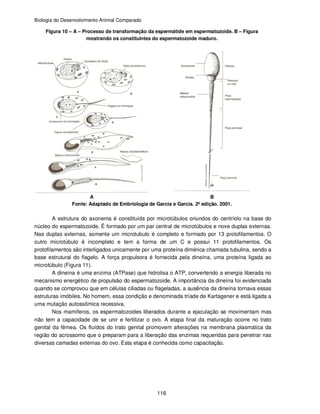 Biologia do Desenvolvimento Animal Comparado
116
Figura 10 – A – Processo de transformação da espermátide em espermatozoide. B – Figura
mostrando os constituintes do espermatozoide maduro.
A B
Fonte: Adaptado de Embriologia de Garcia e Garcia. 2ª edição. 2001.
A estrutura do axonema é constituída por microtúbulos oriundos do centríolo na base do
núcleo do espermatozoide. É formado por um par central de microtúbulos e nove duplas externas.
Nas duplas externas, somente um microtubulo é completo e formado por 13 protofilamentos. O
outro microtúbulo é incompleto e tem a forma de um C e possui 11 protofilamentos. Os
protofilamentos são interligados unicamente por uma proteína dimérica chamada tubulina, sendo a
base estrutural do flagelo. A força propulsora é fornecida pela dineína, uma proteína ligada ao
microtúbulo (Figura 11).
A dineína é uma enzima (ATPase) que hidrolisa o ATP, convertendo a energia liberada no
mecanismo energético de propulsão do espermatozoide. A importância da dineína foi evidenciada
quando se comprovou que em células ciliadas ou flageladas, a ausência da dineína tornava essas
estruturas imóbiles. No homem, essa condição e denominada tríade de Kartagener e está ligada a
uma mutação autossômica recessiva.
Nos mamíferos, os espermatozoides liberados durante a ejaculação se movimentam mas
não tem a capacidade de se unir e fertilizar o ovo. A etapa final da maturação ocorre no trato
genital da fêmea. Os fluídos do trato genital promovem alterações na membrana plasmática da
região do acrossomo que o preparam para a liberação das enzimas requeridas para penetrar nas
diversas camadas externas do ovo. Esta etapa é conhecida como capacitação.
 