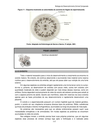 Biologia do Desenvolvimento Animal Comparado
117
Figura 11 – Esquema mostrando as subunidades do axonema do flagelo do espermatozoide.
Fonte: Adaptado de Embriologia de Garcia e Garcia. 2ª edição. 2001.
FIQUE LIGADO!!!
Continue estudando!!
2.3 O OVÓCITO
Todo o material necessário para o início do desenvolvimento e crescimento se encontra no
ovócito maduro. No entanto, ele continua absorvendo e acumulando mais material como reserva
nutritiva para o desenvolvimento do embrião, até que ele possa obter sua nutrição de uma fonte
externa.
Em algumas espécies os embriões atingem rapidamente uma forma larvar como no ouriço-
do-mar e, portanto, se desenvolvem de ovócitos com pouco vitelo, outros tem ovócitos com
quantidade moderada de vitelo e podem depender por mais tempo dessas reservas, como em
anfíbios. Outros dependem exclusivamente do vitelo do ovócito até estarem prontos para eclodir já
com o aspecto próximo do adulto. Quanto aos mamíferos, estes têm reservas nos seus ovócitos
apenas para as fases primordiais do seu desenvolvimento e rapidamente desenvolvem uma
placenta.
O ovócito e o espermatozoide possuem um numero haplóide igual de material genético,
porém, o ovócito em seu citoplasma armazena diversos tipos de proteínas, RNAs, substâncias
químicas de proteção e fatores morfogenéticos, acumulados ao longo do processo de maturação.
As proteínas são necessárias para que as células embrionárias possam suprir suas
necessidades energéticas e de aminoácidos. Em muitas espécies as proteínas se encontram
acumuladas no vitelo do ovócito.
Nos estágios iniciais, o embrião precisa fazer suas próprias proteínas, que em algumas
espécies esse processo de síntese começa logo após a fertilização e é realizado pelos
 