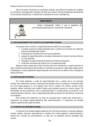 Biologia do Desenvolvimento Animal Comparado
120
Dentro do córtex encontram-se os grânulos corticais, são grânulos formados por unidades
de membrana originadas pelo complexo de Golgi que contem enzimas proteolíticas semelhantes
às da vesícula acrossômica, e importantes no processo de evitar a poliespermia.
SAIBA MAIS!!!
Vamos compreender melhor o que é gradiente de
concentração pesquisando ou consultando o professor.
2.5. RECONHECIMENTO DO OVÓCITO E DO ESPERMATOZOIDE
A interação entre o ovócito e o espermatozoide se realiza em cinco etapas:
1. A atração química do espermatozoide para o ovócito se dá através de moléculas
solúveis secretadas pelo ovócito.
2. A liberação por exocitose das enzimas acrossômicas.
3. Ligação do espermatozoide ao envelope extracelular do ovócito (camada vitelínica
ou zona pelúcida).
4. Passagem do espermatozoide através da membrana extracelular.
5. Fusão das membranas do ovócito com a do espermatozoide.
Algumas vezes a etapa dois e três é reversa (como em mamíferos) e o espermatozoide se
liga à membrana extracelular antes de liberar o conteúdo do acrossomo. Após estas etapas serem
completadas, o núcleo haplóide do espermatozoide e do ovócito se une dando início à ativação do
desenvolvimento.
2.6 FERTILIZAÇÃO EXTERNA
Em muitas espécies, a união do espermatozoide com o ovócito não é um processo
simples. Nos organismos marinos, a liberação dos gametas se dá no ambiente. O ambiente pode
ser numa lagoa pequena ou num espaço maior como o oceano. No entanto, existem outras
espécies nesses ambientes que também liberas seus produtos sexuais ao mesmo tempo. Tal
diversidade cria dois problemas: como o espermatozoide e o ovócito podem se encontrar numa
ambiente grande e diluído e, como o espermatozoide pode se prevenir de não fertilizar ovócitos de
outra espécie.
Para resolver tais problemas, ao longo da evolução foram criados dois mecanismos: o
mecanismo de atração espécie-especifica pelo espermatozoide e o mecanismo de ativação
espécie-especifica pelo espermatozoide.
2.7 ATRAÇÃO DO ESPERMATOZOIDE
O mecanismo de atração espécie-específica tem sido documentado em diversas espécies,
incluído cnidária, moluscos, equinodermas e urodelos. Em muitas espécies o espermatozoide é
atraído até o ovócito por quimiotactismo, ou seja, por um gradiente químico secretado pelo
ovócito.
 