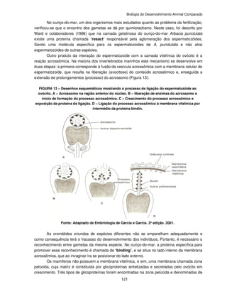 Biologia do Desenvolvimento Animal Comparado
121
No ouriço-do-mar, um dos organismos mais estudados quanto ao problema da fertilização,
verificou-se que o encontro dos gametas se dá por quimiotactismo. Neste caso, foi descrito por
Ward e colaboradores (1986) que na camada gelatinosa do ouriço-do-mar Arbacia punctulata
existe uma proteína chamada “resact” responsável pela aglomeração dos espermatozóides.
Sendo uma molécula específica para os espermatozoides de A. punctulata e não atrai
espermatozoides de outras espécies.
Outro produto da interação do espermatozoide com a camada vitelínica do ovócito é a
reação acrossômica. Na maioria dos invertebrados marinhos este mecanismo se desenvolve em
duas etapas: a primeira corresponde à fusão da vesícula acrossômica com a membrana celular do
espermatozoide, que resulta na liberação (exocitose) do conteúdo acrossômico e, enseguida a
extensão de prolongamentos (processo) do acrossomo (Figura 13).
FIGURA 13 – Desenhos esquemáticos mostrando o processo de ligação do espermatozóide ao
ovócito. A – Acrossomo na região anterior do núcleo. B – liberação de enzimas do acrossomo e
início de formação do processo acrossômico. C – Crescimento do processo acrossômico e
exposição da proteína de ligação. D – Ligação do processo acrossômico à membrana vitelínica por
intermédio da proteína bindin.
Fonte: Adaptado de Embriologia de Garcia e Garcia. 2ª edição. 2001.
As cromátides oriundas de espécies diferentes não se emparelham adequadamente e
como consequência terá o fracasso do desenvolvimento dos indivíduos. Portanto, é necessário o
reconhecimento entre gametas da mesma espécie. No ouriço-do-mar, a proteína específica para
promover esse reconhecimento é chamada de “binding”, e se situa no lado interno da membrana
acrossômica, que ao invaginar ira se posicionar do lado externo.
Os mamíferos não possuem a membrana vitelínica, e sim, uma membrana chamada zona
pelúcida, cuja matriz é constituída por glicoproteínas sintetizadas e secretadas pelo ovócito em
crescimento. Três tipos de glicoproteínas foram encontradas na zona pelúcida e denominadas de
 