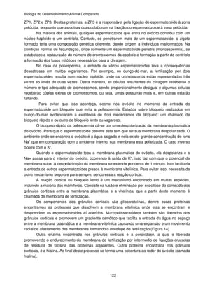 Biologia do Desenvolvimento Animal Comparado
122
ZP1, ZP2 e ZP3. Destas proteínas, a ZP3 é a responsável pela ligação do espermatozóide à zona
pelúcida, enquanto que as outras duas colaboram na fixação do espermatozoide à zona pelúcida.
Na maioria dos animais, qualquer espermatozoide que entra no ovócito contribui com um
núcleo haplóide e um centríolo. Contudo, se penetrarem mais de um espermatozoide, o zigoto
formado teria uma composição genética diferente, dando origem a indivíduos malformados. Na
condição normal de fecundação, onde somente um espermatozoide penetra (monoespermia), se
estabelece a restauração do número de cromossomos da espécie e formação a partir do centríolo
a formação dos fusos mitóticos necessários para a clivagem.
No caso da poliespermia, a entrada de vários espermatozoides leva a consequências
desastrosas em muitos organismos. Por exemplo, no ouriço-do-mar, a fertilização por dois
espermatozoides resulta num núcleo triplóide, onde os cromossomos estão representados três
vezes ao invés de duas vezes. Desta maneira, as células resultantes da clivagem receberão o
número e tipo adequado de cromossomos, sendo proporcionalmente desigual e algumas células
receberão cópias extras de cromossomos, ou seja, umas possuirão mais e, em outras estarão
faltando.
Para evitar que isso aconteça, ocorre nos ovócito no momento da entrada do
espermatozoide um bloqueio que evita a poliespermia. Estudos sobre bloqueio realizados em
ouriço-do-mar evidenciaram a existência de dois mecanismos de bloqueio: um chamado de
bloqueio rápido e ou outro de bloqueio lento ou vagaroso.
O bloqueio rápido da poliespermia dá-se por uma despolarização da membrana plasmática
do ovócito. Para que o espermatozoide penetre este tem que ter sua membrana despolarizada. O
ambiente onde se encontra o ovócito é a água salgada e nela existe grande concentração de íons
Na+
que em comparação com o ambiente interno, sua membrana esta polarizada. O caso inverso
ocorre com o K+
.
Quando o espermatozoide toca a membrana plasmática do ovócito, ela despolariza e o
Na+ passa para o interior do ovócito, ocorrendo à saída de K+
, isso faz com que o potencial de
membrana suba. A despolarização da membrana se estende por cerca de 1 minuto. Isso facilitaria
a entrada de outros espermatozoides presos à membrana vitelínica. Para evitar isso, necessita de
outro mecanismo seguro e para sempre, sendo essa a reação cortical.
A reação cortical ou bloqueio lento é um mecanismo encontrado em muitas espécies,
incluindo a maioria dos mamíferos. Consiste na fusão e eliminação por exocitose do conteúdo dos
grânulos corticais entre a membrana plasmática e a vitelínica, que a partir deste momento é
chamada de membrana de fertilização.
Os componentes dos grânulos corticais são glicoproteínas, dentre essas proteínas
encontramos as proteases que dissolvem a membrana vitelínica onde elas se encontram e
desprendem os espermatozoides aí aderidos. Mucopolissacarídeos também são liberados dos
grânulos corticais e promovem um gradiente osmótico que facilita a entrada da água no espaço
entre a membrana plasmática e a membrana vitelínica causando uma expansão e um movimento
radial de afastamento das membranas formando o envelope de fertilização (Figura 14).
Outra enzima encontrada nos grânulos corticais é a peroxidase, a qual e liberada
promovendo o endurecimento da membrana de fertilização por intermédio de ligações cruzadas
de resíduos de tirosina das proteínas adjacentes. Outra proteína encontrada nos grânulos
corticais, é a hialina. Ao final deste processo se forma uma cobertura ao redor do ovócito (camada
hialina).
 