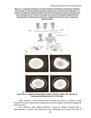 Biologia do Desenvolvimento Animal Comparado
123
Figura 14 – A. Esquema mostrando o processo molecular de fertilização e formação da membrana
de fertilização. B. Fotomicrografias mostrando a seqüencia de eventos durante a fertilização. (A)
ovócito circundado pelos espermatozóides. (B) Início de formação do envelope de fertilização para
evitar a poliespermia. (C). Avanço na formação do envelope de fertilização e afastamento dos
espermatozóides. (D) Enveolpe de fertilização completamente formado e sem a presença de
espermatozóides.
A
B
Fonte: Figura A. Adaptado de Embriologia de Garcia e Garcia. 2ª edição. 2001. Figura B. de
Developmental Biology Gilbert, S.F.. 8ª Ed. 2006.
Neste momento, o ovócito estende longos microvilos que tocam e se aderem a essa
camada hialínica que manterá juntos os blastômeros durante a clivagem nos primeiros estágios de
desenvolvimento.
Nos mamíferos, vários aspectos dificultam o estudo de qualquer interação entre o
espermatozoide e o ovócito. Uma razão óbvia é que a fertilização ocorre dentro do oviduto da
 