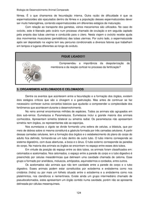 Biologia do Desenvolvimento Animal Comparado
124
fêmea. É o que chamamos de fecundação interna. Outra razão de dificuldade é que os
espermatozoides são ejaculados dentro da fêmea e a população desses espermatozoides dever
ser muito heterogênea, contendo espermatozoides em diferentes estágios de maturação.
Com relação ao transporte dos gametas, vários mecanismos são utilizados. No caso do
ovócito, este é liberado pelo ovário num processo chamado de ovulação e em seguida captado
pela ampola das tubas uterinas e conduzido para o útero. Nesta viajem o ovócito recebe ajuda
dos movimentos musculares (peristálticos) das tubas uterinas. Por outro lado, o espermatozoide
após ser depositado na vagina tem seu percurso condicionado a diversos fatores que trabalham
em tempos e lugares diferentes ao longo do oviduto.
FIQUE LIGADO!!!
Compreendeu a importância da despolarização da
membrana e da reação cortical no processo da fertilização?
3. ORGANISMOS ACELOMADOS E CELOMADOS
Dentre os eventos que acontecem entre a fecundação e a formação dos órgãos, existem
dois estágios críticos que são a clivagem e a gastrulação. Mas antes de continuar se faz
necessário conhecer outros conceitos básicos que ajudarão a compreender a complexidade dos
fenômenos que acontecem durante o desenvolvimento.
No reino animal encontramos milhões de espécies. Todos os animais são agrupados em
dois sub-reinos: Eumetazoa e Parametazoa. Eumetazoa inclui a grande maioria dos animais
conhecidos. Apresentam simetria bilateral ou simetria radial. Os parametazoa não apresentam
simetria nem órgãos, os representantes são as esponjas.
Nos eumetazoa o zigoto se divide formando uma esfera de celulas, a blástula, que por
meio de dobras sobre si mesma constituirá a gástrula formada por três camadas celulares. A partir
dessas camadas celulares, tem a formação dos órgãos e o estabelecimento do plano do corpo do
adulto fica definido, formando-se um tubo dentro de outro tubo. O tubo interno corresponde ao
sistema digestório, com duas aberturas, a boca e o ânus. O tubo externo corresponde às paredes
do corpo. Na maioria dos animais os órgãos se encontram no espaço entre esses dois tubos.
Em virtude da posição do espaço entre os dois tubos, os animais foram classificados em:
celomados e acelomados. Nos celomados, o espaço entre a parede do corpo e o tubo digestivo é
preenchido por celulas mesodérmicas que delineam uma cavidade chamada de celoma. Esse
grupo e formado por anelídeos, moluscos, artrópodos, equinodermos e cordados, entre outros.
Os acelomados são animais que não tem cavidade entre a parede do corpo e o tubo
digestivo. Esses animais podem estar constituídos por ectoderma e endoderma como nos
cnidários (hidra) ou por mais um folheto situado entre o ectoderma e a endoderma como nos
platelmintos, nos ctenóforos e nemertíneos. Existe ainda um grupo intermediário chamado de
pseudocelomados, estes apresentam um órgão contido numa cavidade, porém não se apresenta
delineada por células mesenquimais.
 