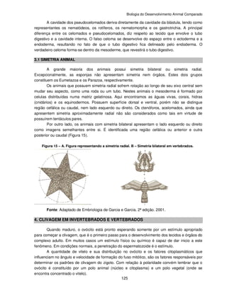 Biologia do Desenvolvimento Animal Comparado
125
A cavidade dos pseudocelomados deriva diretamente da cavidade da blástula, tendo como
representantes os nematódeos, os rotíferos, os nematomorpha e os gastrotrichia. A principal
diferença entre os celomados e pseudocelomados, diz respeito ao tecido que envolve o tubo
digestivo e a cavidade interna. O falso celoma se desenvolve do espaço entre o ectoderma e a
endoderma, resultando no fato de que o tubo digestivo fica delineado pelo endoderma. O
verdadeiro celoma forma-se dentro da mesoderme, que revestirá o tubo digestivo.
3.1 SIMETRIA ANIMAL
A grande maioria dos animais possui simetria bilateral ou simetria radial.
Excepcionalmente, as esponjas não apresentam simetria nem órgãos. Estes dois grupos
constituem os Eumetazoa e os Parazoa, respectivamente.
Os animais que possuem simetria radial sofrem rotação ao longo de seu eixo central sem
mudar seu aspecto, como uma roda ou um tubo. Nestes animais o mesoderma é formado por
celulas distribuídas numa matriz gelatinosa. Aqui encontramos as águas vivas, corais, hidras
(cnidários) e os equinodermos. Possuem superfície dorsal e ventral, porém não se distingue
região cefálica ou caudal, nem lado esquerdo ou direito. Os ctenóforos, acelomados, ainda que
apresentem simetria aproximadamente radial não são considerados como tais em virtude de
possuírem tentáculos pares.
Por outro lado, os animais com simetria bilateral apresentam o lado esquerdo ou direito
como imagens semelhantes entre si. É identificada uma região cefálica ou anterior e outra
posterior ou caudal (Figura 15).
Figura 15 – A. Figura representando a simetria radial. B – Simetria bilateral em vertebrados.
Fonte: Adaptado de Embriologia de Garcia e Garcia. 2ª edição. 2001.
4. CLIVAGEM EM INVERTEBRADOS E VERTEBRADOS
Quando maduro, o ovócito está pronto esperando somente por um estímulo apropriado
para começar a clivagem, que é o primeiro passo para o desenvolvimento dos tecidos e órgãos do
complexo adulto. Em muitos casos um estímulo físico ou químico é capaz de dar inicio a este
fenômeno. Em condições normais, a penetração do espermatozoide é o estímulo.
A quantidade de vitelo e sua distribuição no ovócito e os fatores citoplasmáticos que
influenciam no ângulo e velocidade de formação do fuso mitótico, são os fatores responsáveis por
determinar os padrões de clivagem do zigoto. Com relação à polaridade convém lembrar que o
ovócito é constituído por um polo animal (núcleo e citoplasma) e um polo vegetal (onde se
encontra concentrado o vitelo).
 