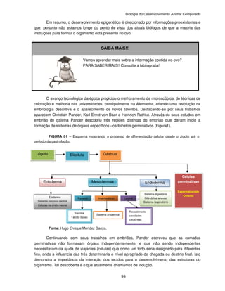 Biologia do Desenvolvimento Animal Comparado
99
Em resumo, o desenvolvimento epigenético é direcionado por informações preexistentes e
que, portanto não estamos longe do ponto de vista dos atuais biólogos de que a maioria das
instruções para formar o organismo está presente no ovo.
SAIBA MAIS!!!
Vamos aprender mais sobre a informação contida no ovo?
PARA SABER MAIS!! Consulte a bibliografia!
O avanço tecnológico da época propiciou o melhoramento de microscópios, de técnicas de
coloração e melhoria nas universidades, principalmente na Alemanha, criando uma revolução na
embriologia descritiva e o aparecimento de novos talentos. Destacando-se por seus trabalhos
aparecem Christian Pander, Karl Ernst von Baer e Heinrich Rathke. Através de seus estudos em
embrião de galinha Pander descobriu três regiões distintas do embrião que davam início a
formação de sistemas de órgãos específicos - os folhetos germinativos (Figura1).
FIGURA 01 – Esquema mostrando o processo de diferenciação celular desde o zigoto até o
período da gastrulação.
Fonte: Hugo Enrique Méndez Garcia.
Continuando com seus trabalhos em embriões, Pander escreveu que as camadas
germinativas não formavam órgãos independentemente, e que não sendo independentes
necessitavam da ajuda de viajantes (células) que como um todo seria designado para diferentes
fins, onde a influencia das três determinaria o nível apropriado de chegada ou destino final. Isto
demonstra a importância da interação dos tecidos para o desenvolvimento das estruturas do
organismo. Tal descoberta é o que atualmente chamamos de indução.
Ectoderma Mesodermaa Endoderma
Células
germinativas
Espermatozoide
Ovócito
Epiderme
Sistema nervoso central
Células da crista neural
Paraxial Intermediário Lateral
Somitos
Tecido ósseo
Sistema urogenital
Revestimento
cavidades
corpóreas
Sistema digestório
Glândulas anexas
Sistema respiratório
GástrulaBlástulazigoto
 