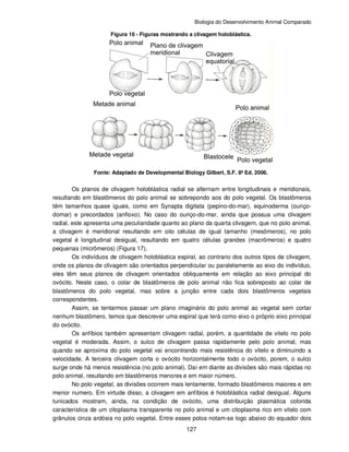 Biologia do Desenvolvimento Animal Comparado
127
Figura 16 - Figuras mostrando a clivagem holoblástica.
Fonte: Adaptado de Developmental Biology Gilbert, S.F. 8ª Ed. 2006.
Os planos de clivagem holoblástica radial se alternam entre longitudinais e meridionais,
resultando em blastômeros do polo animal se sobrepondo aos do polo vegetal. Os blastômeros
têm tamanhos quase iguais, como em Synapta digitata (pepino-do-mar), equinoderma (ouriço-
domar) e precordados (anfioxo). No caso do ouriço-do-mar, ainda que possua uma clivagem
radial, este apresenta uma peculiaridade quanto ao plano da quarta clivagem, que no polo animal,
a clivagem é meridional resultando em oito células de igual tamanho (mesômeros), no polo
vegetal é longitudinal desigual, resultando em quatro células grandes (macrômeros) e quatro
pequenas (micrômeros) (Figura 17).
Os indivíduos de clivagem holoblástica espiral, ao contrario dos outros tipos de clivagem,
onde os planos de clivagem são orientados perpendicular ou paralelamente ao eixo do indivíduo,
eles têm seus planos de clivagem orientados obliquamente em relação ao eixo principal do
ovócito. Neste caso, o colar de blastômeros de polo animal não fica sobreposto ao colar de
blastômeros do polo vegetal, mas sobre a junção entre cada dois blastômeros vegetais
correspondentes.
Assim, se tentarmos passar um plano imaginário do polo animal ao vegetal sem cortar
nenhum blastômero, temos que descrever uma espiral que terá como eixo o próprio eixo principal
do ovócito.
Os anfíbios também apresentam clivagem radial, porém, a quantidade de vitelo no polo
vegetal é moderada. Assim, o sulco de clivagem passa rapidamente pelo polo animal, mas
quando se aproxima do polo vegetal vai encontrando mais resistência do vitelo e diminuindo a
velocidade. A terceira clivagem corta o ovócito horizontalmente todo o ovócito, porem, o sulco
surge onde há menos resistência (no polo animal). Daí em diante as divisões são mais rápidas no
polo animal, resultando em blastômeros menores e em maior número.
No polo vegetal, as divisões ocorrem mais lentamente, formado blastômeros maiores e em
menor numero. Em virtude disso, a clivagem em anfíbios é holoblástica radial desigual. Alguns
tunicados mostram, ainda, na condição de ovócito, uma distribuição plasmática colorida
característica de um citoplasma transparente no polo animal e um citoplasma rico em vitelo com
grânulos cinza ardósia no polo vegetal. Entre esses polos notam-se logo abaixo do equador dois
 