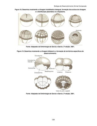Biologia do Desenvolvimento Animal Comparado
129
Figura 18. Desenhos mostrando a clivagem holoblástica desigual, formação dos sulcos de clivagem
e a distribuição plasmática no citoplasma.
Fonte: Adaptado de Embriologia de Garcia e Garcia. 2ª edição. 2001.
Figura 19. Desenhos mostrando a clivagem bilateral e a formação de territórios específicos de
desenvolvimento.
Fonte: Adaptado de Embriologia de Garcia e Garcia. 2ª edição. 2001.
 