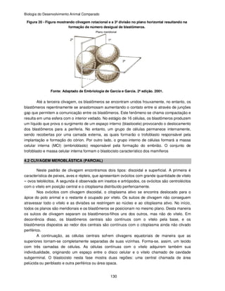 Biologia do Desenvolvimento Animal Comparado
130
Figura 20 - Figura mostrando clivagem rotacional e a 3ª divisão no plano horizontal resultando na
formação de número desigual de blastômeros.
Fonte: Adaptado de Embriologia de Garcia e Garcia. 2ª edição. 2001.
Até a terceira clivagem, os blastômeros se encontram unidos frouxamente, no entanto, os
blastômeros repentinamente se anastomosam aumentando o contato entre si através de junções
gap que permitem a comunicação entre os blastômeros. Este fenômeno se chama compactação e
resulta em uma esfera com o interior vedado. No estágio de 16 células, os blastômeros produzem
um líquido que prova o surgimento de um espaço interno (blastocele) provocando o deslocamento
dos blastômeros para a periferia. No entanto, um grupo de células permanece internamente,
sendo recobertas por uma camada externa, as quais formarão o trofoblasto responsável pela
implantação e formação do córion. Por outro lado, o grupo interno de células formará a massa
celular interna (MCI) (embrioblasto) responsável pela formação do embrião. O conjunto de
trofoblasto e massa celular interna formam o blastocisto característico dos mamíferos
4.2 CLIVAGEM MEROBLÁSTICA (PARCIAL)
Neste padrão de clivagem encontramos dois tipos: discoidal e superficial. A primeira é
característica de peixes, aves e répteis, que apresentam ovócitos com grande quantidade de vitelo
– ovos telolécitos. A segunda é observada em insetos e artrópodos, os ovócitos são centrolécitos
com o vitelo em posição central e o citoplasma distribuído perifericamente.
Nos ovócitos com clivagem discoidal, o citoplasma ativo se encontra deslocado para o
ápice do polo animal e o restante é ocupado por vitelo. Os sulcos de clivagem não conseguem
atravessar todo o vitelo e as divisões se restringem ao núcleo e ao citoplasma ativo. No início,
todos os planos são meridionais e os blastômeros se posicionam no mesmo plano. Desta maneira
os sulcos de clivagem separam os blastômeros-filhos uns dos outros, mas não do vitelo. Em
decorrência disso, os blastômeros centrais são contínuos com o vitelo pela base, e os
blastômeros dispostos ao redor dos centrais são contínuos com o citoplasma ainda não clivado
periférico.
A continuação, as células centrais sofrem clivagens equatoriais de maneira que as
superiores tornam-se completamente separadas de suas vizinhas. Forma-se, assim, um tecido
com três camadas de células. As células contínuas com o vitelo adquirem também sua
individualidade, originando um espaço entre o disco celular e o vitelo chamado de cavidade
subgerminal. O blastocisto nesta fase mostra duas regiões: uma central chamada de área
pelúcida ou periblasto e outra periférica ou área opaca.
 