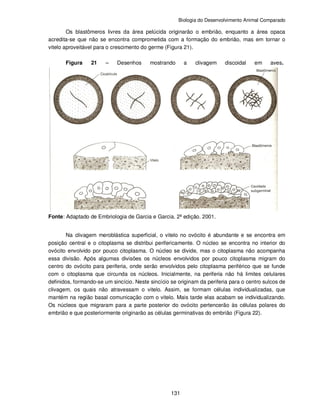 Biologia do Desenvolvimento Animal Comparado
131
Os blastômeros livres da área pelúcida originarão o embrião, enquanto a área opaca
acredita-se que não se encontra comprometida com a formação do embrião, mas em tornar o
vitelo aproveitável para o crescimento do germe (Figura 21).
Figura 21 – Desenhos mostrando a clivagem discoidal em aves.
Fonte: Adaptado de Embriologia de Garcia e Garcia. 2ª edição. 2001.
Na clivagem meroblástica superficial, o vitelo no ovócito é abundante e se encontra em
posição central e o citoplasma se distribui perifericamente. O núcleo se encontra no interior do
ovócito envolvido por pouco citoplasma. O núcleo se divide, mas o citoplasma não acompanha
essa divisão. Após algumas divisões os núcleos envolvidos por pouco citoplasma migram do
centro do ovócito para periferia, onde serão envolvidos pelo citoplasma periférico que se funde
com o citoplasma que circunda os núcleos. Inicialmente, na periferia não há limites celulares
definidos, formando-se um sincício. Neste sincício se originam da periferia para o centro sulcos de
clivagem, os quais não atravessam o vitelo. Assim, se formam células individualizadas, que
mantém na região basal comunicação com o vitelo. Mais tarde elas acabam se individualizando.
Os núcleos que migraram para a parte posterior do ovócito pertencerão às células polares do
embrião e que posteriormente originarão as células germinativas do embrião (Figura 22).
 