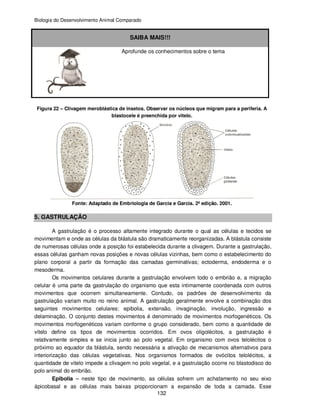 Biologia do Desenvolvimento Animal Comparado
132
SAIBA MAIS!!!
Aprofunde os conhecimentos sobre o tema
Figura 22 – Clivagem meroblástica de insetos. Observar os núcleos que migram para a periferia. A
blastocele é preenchida por vitelo.
Fonte: Adaptado de Embriologia de Garcia e Garcia. 2ª edição. 2001.
5. GASTRULAÇÃO
A gastrulação é o processo altamente integrado durante o qual as células e tecidos se
movimentam e onde as células da blástula são dramaticamente reorganizadas. A blástula consiste
de numerosas células onde a posição foi estabelecida durante a clivagem. Durante a gastrulação,
essas células ganham novas posições e novas células vizinhas, bem como o estabelecimento do
plano corporal a partir da formação das camadas germinativas; ectoderma, endoderma e o
mesoderma.
Os movimentos celulares durante a gastrulação envolvem todo o embrião e, a migração
celular é uma parte da gastrulação do organismo que esta intimamente coordenada com outros
movimentos que ocorrem simultaneamente. Contudo, os padrões de desenvolvimento da
gastrulação variam muito no reino animal. A gastrulação geralmente envolve a combinação dos
seguintes movimentos celulares: epibolia, extensão, invaginação, involução, ingressão e
delaminação. O conjunto destes movimentos é denominado de movimentos morfogenéticos. Os
movimentos morfogenéticos variam conforme o grupo considerado, bem como a quantidade de
vitelo define os tipos de movimentos ocorridos. Em ovos oligolécitos, a gastrulação é
relativamente simples e se inicia junto ao polo vegetal. Em organismo com ovos telolécitos o
próximo ao equador da blástula, sendo necessária a ativação de mecanismos alternativos para
interiorização das células vegetativas. Nos organismos formados de ovócitos telolécitos, a
quantidade de vitelo impede a clivagem no polo vegetal, e a gastrulação ocorre no blastodisco do
polo animal do embrião.
Epibolia – neste tipo de movimento, as células sofrem um achatamento no seu eixo
ápicobasal e as células mais baixas proporcionam a expansão de toda a camada. Esse
 
