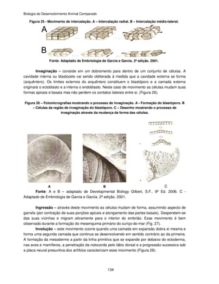 Biologia do Desenvolvimento Animal Comparado
134
Figura 25 - Movimento de intercalação. A – Intercalação radial. B – Intercalação médio-lateral.
Fonte: Adaptado de Embriologia de Garcia e Garcia. 2ª edição. 2001.
Invaginação – consiste em um dobramento para dentro de um conjunto de células. A
cavidade interna ou blastocele vai sendo obliterada à medida que a cavidade externa se forma
(arquêntero). Os limites externos do arquêntero constituem o blastóporo e a camada externa
originará o ectoblasto e a interna o endoblasto. Neste caso de movimento as células mudam suas
formas apicais e basais mas não perdem os contatos laterais entre si. (Figura 26).
Figura 26 – Fotomicrografias mostrando o processo de invaginação. A - Formação do blastóporo. B
– Células da região de invaginação do blastóporo. C – Desenho mostrando o processo de
invaginação através da mudança da forma das células.
A B C
Fonte: A e B – adaptado de Developmental Biology Gilbert, S.F.. 8ª Ed. 2006. C -
Adaptado de Embriologia de Garcia e Garcia. 2ª edição. 2001.
Ingressão – através deste movimento as células mudam de forma, assumindo aspecto de
garrafa (por contração de suas porções apicais e alongamento das partes basais). Despendem-se
das suas vizinhas e migram ativamente para o interior do embrião. Esse movimento é bem
observado durante a formação do mesenquima primário do ouriço-do-mar (Fig. 27).
Involução – este movimento ocorre quando uma camada em expansão dobra si mesma e
forma uma segunda camada que continua se desenvolvendo em sentido contrário ao da primeira.
A formação da mesoderme a partir da linha primitiva que se expande por debaixo do ectoderma,
nas aves e mamíferos, a penetração da notocorda pelo lábio dorsal e a progressão sucessiva sob
a placa neural presuntiva dos anfíbios caracterizam esse movimento (Figura 28).
 