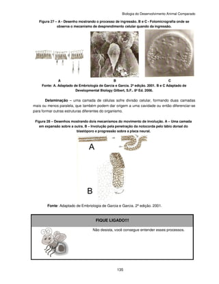 Biologia do Desenvolvimento Animal Comparado
135
Figura 27 – A - Desenho mostrando o processo de ingressão. B e C - Fotomicrografia onde se
observa o mecanismo de desprendimento celular quando da ingressão.
A B C
Fonte: A. Adaptado de Embriologia de Garcia e Garcia. 2ª edição. 2001. B e C Adaptado de
Developmental Biology Gilbert, S.F.. 8ª Ed. 2006.
Delaminação – uma camada de células sofre divisão celular, formando duas camadas
mais ou menos paralela, que também podem dar origem a uma cavidade ou então diferenciar-se
para formar outras estruturas diferentes do organismo.
Figura 28 – Desenhos mostrando dois mecanismos do movimento de involução. A – Uma camada
em expansão sobre a outra. B – Involução pela penetração da notocorda pelo lábio dorsal do
blastóporo e progressão sobre a placa neural.
Fonte: Adaptado de Embriologia de Garcia e Garcia. 2ª edição. 2001.
FIQUE LIGADO!!!
Não desista, você consegue entender esses processos.
 