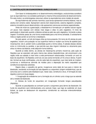 Biologia do Desenvolvimento Animal Comparado
136
5.1 GASTRULAÇÃO EM EQUINODERMOS: OURIÇO-DO-MAR
Com base no endoesqueleto e no desenvolvimento embriológico, evolucionistas acreditam
que os equinodermos e os cordados pertençam a mesma linha evolucionária de desenvolvimento.
Por este motivo, os embriologistas costumam utilizar os equinodermos como modelo de estudo.
Os equinodermos são animais marinhos; suas larvas apresentam simetria bilateral, mas os
adultos tem simetria radial. Apresentam celoma bem desenvolvido, sistema digestório completo,
sistema circulatório pouco desenvolvido e não apresentam estruturas excretoras especializadas.
Antes de iniciar-se a gastrulação, a blastoderme é formada por um epitélio colunar regular
um pouco mais espesso com células mais largas e altas no polo vegetativo. O início da
gastrulação é observado quando a blástula achata-se pelo seu polo vegetativo, formando a placa
vegetal. O embrião passa de uma forma arredondada para uma forma achatada. O achatamento
indica a região aonde vai se formar o blastóporo.
No polo apical, um tufo de longos cílios se trona presente. Em torno de 40 células do polo
vegetativo, iniciam uma pulsação na sua superfície interna e mudam sua forma de epitelial para
mesenquimal, isto é, perdem tanto a polaridade quanto a forma cúbica. A adesão dessas células
entre si é diminuída ou perdida, o que permite que elas migrem individual ou ativamente para
sítios no interior da blástula, onde adquirem forma esférica.
Quando já estão dentro, as células do mesenquima primário movem-se, pela ação de
filipódios que se estendem até parte interna das células blastodérmicas, até encontrarem uma
região onde sua adesão é mais forte e onde permanecem estacionadas, formando um anel na
base do arquêntero. Os filipódios unem-se uns aos outros formando um fio único e denso. A partir
daí, formam-se duas ramificações, uma de cada lado do arquêntero, que mais tarde se irradiam,
curvam-se e ramificam-se servindo de moldes para a deposição da matriz esqueletal que
constituirá as espículas calcáreas.
Depois disso, o assoalho do germe, invagina-se como dedo de luva para o interior da
blastocele, resultando na formação do tubo digestivo ou arquentero (origem endodérmica), que se
comunica com o exterior pelo blastóporo que, nesse caso, constituirá o ânus. A formação do tubo
digestivo ocorre em duas etapas:
1- Invaginação da endoderme com a formação de um cilindro curto e largo que se estende
até a metade da blastocele.
2- Células do fundo do arquentero em invaginação formarão longos pseudópodos
(filipódios).
Quando os pseudópodos se contraem puxam o arquentero para dentro da blastocele. Do
fundo do arquêntero será individualizada uma vesícula ímpar, que logo se subdivide em duas
bolsas, as quais se destacaram do arquentero, constituindo as vesículas enterocelomáticas
(Figura 29).
 