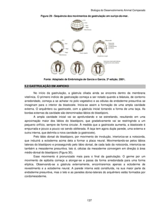 Biologia do Desenvolvimento Animal Comparado
137
Figura 29 - Sequência dos movimentos de gastrulação em ouriço-do-mar.
Fonte: Adaptado de Embriologia de Garcia e Garcia. 2ª edição. 2001.
5.2 GASTRULAÇÃO EM ANFIOXO
No início da gastrulação, a gástrula ciliada ainda se encontra dentro da membrana
vitelínica. O primeiro indício de gastrulação começa a ser notado quando a blástula, de contorno
arredondado, começa a se achatar no polo vegetativo e as células da endoderme presuntiva se
invaginam para o interior da blastocele. Inicia-se assim a formação de uma ampla cavidade
externa. O arquêntero ou gastrocele, com a gástrula inicial tomando a forma de uma taça. As
bordas externas da cavidade são denominadas lábios do blastóporo.
A ampla cavidade inicial vai se aprofundando e se estreitando, resultando em uma
aproximação maior dos lábios do blastóporo, que gradativamente vai se restringindo a um
pequeno orifício, sempre de forma circular. À medida que a gastrocele aumenta, a blastocele é
empurrada e pouco a pouco vai sendo obliterada. A taça tem agora dupla parede, uma externa e
outra interna, que delimita a nova cavidade (a gastrocele).
Pelo lábio dorsal do blastóporo, por movimento de involução, interioriza-se a notocorda,
que induzirá a ectoderma acima dela a formar a placa neural. Movimentando-se pelos lábios
laterais do blastóporo e prosseguindo pelo lábio dorsal, de cada lado da notocorda, interioriza-se
também a mesoderme presuntiva. Isto é, células da mesoderme convergem em direção à área
médio-dorsal do blastóporo (Figura 30).
Esse movimento é pronunciado mais para o final da gastrulação. O germe por um
movimento de epibolia começa a alongar-se e passa da forma arredondada para uma forma
elíptica. Observando-se a gástrula externamente, encontraremos apenas a ectoderme de
revestimento e a ectoderme neural. A parede interna está constituída, na sua maior parte da
endoderme presuntiva, mas o teto e as paredes dorso-laterais do arquêntero estão formados por
cordomesoderme.
 