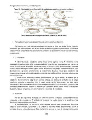 Biologia do Desenvolvimento Animal Comparado
138
Figura 30 - Gastrulação em anfioxo: série de estágios consecutivos em cortes medianos.
Fonte: Adaptado de Embriologia de Garcia e Garcia. 2ª edição. 2001.
Formação do tubo neural, dos somitos, do celoma e do tubo digestivo.
Se fizermos um corte transversal através do germe na fase que acaba de ser descrita,
notaremos que internamente o teto do arquêntero está formado por cordomesoderme e o restante
esta delimitado pela endoderme; externamente, encontra-se a ectoderme neural e a ectoderme de
revestimento.
O tubo neural
A notocorda induz a ectoderme acima dela a formar a placa neural. A ectoderme neural
espessada gradativamente sofre uma depressão ao longo do seu eixo mediano, de maneira a
formar o sulco neural. As pregas neurais de ambos os lados do sulco, aproximam-se e unem-se
na linha médio-dorsal para formar o tubo neural. A formação das pregas neurais inicia-se no nível
do blastóporo e progride anteriormente. O recobrimento da placa neural pela ectoderme de
revestimento começa pela região caudal em sentido da região cefálica, como se estivéssemos
puxando um zíper.
O canal neural permanece aberto posteriormente por algum tempo. À medida que a
ectoderme de revestimento progride em sentido cefálico, vai obliterando o blastóporo. O antigo
blastóporo conecta o arquentero com o canal neural, sendo denominado, por isso, canal
neuroentérico. Ele permanece aberto durante o desenvolvimento inicial do anfioxo, obliterando-se
somente quando se forma a cauda. À medida que o processo evolui, o tubo neural vai fechando.
Sua comunicação temporária com o meio externo é chamada de neuróporo.
Notocorda
No teto do arquentero, formada por cordomesoderme, verifica-se o desprendimento da
notocorda e da mesoderme. A endoderme funde-se na região dorsal e o arquêntero fica
delimitado totalmente pela endoderme.
A notocorda forma um sulco com a concavidade voltada para o arquêntero. Ambos os
lados do sulco crescem, aproximam-se e fundem-se na linha média, determinando, assim, a
formação de uma notocorda maciça. Esse fechamento começa no nível do futuro primeiro par de
 