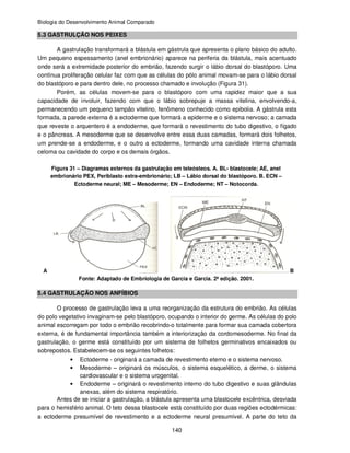 Biologia do Desenvolvimento Animal Comparado
140
5.3 GASTRULÇÃO NOS PEIXES
A gastrulação transformará a blástula em gástrula que apresenta o plano básico do adulto.
Um pequeno espessamento (anel embrionário) aparece na periferia da blástula, mais acentuado
onde será a extremidade posterior do embrião, fazendo surgir o lábio dorsal do blastóporo. Uma
contínua proliferação celular faz com que as células do pólo animal movam-se para o lábio dorsal
do blastóporo e para dentro dele, no processo chamado e involução (Figura 31).
Porém, as células movem-se para o blastóporo com uma rapidez maior que a sua
capacidade de involuir, fazendo com que o lábio sobrepuje a massa vitelina, envolvendo-a,
permanecendo um pequeno tampão vitelino, fenômeno conhecido como epibolia. A gástrula esta
formada, a parede externa é a ectoderme que formará a epiderme e o sistema nervoso; a camada
que reveste o arquentero é a endoderme, que formará o revestimento do tubo digestivo, o fígado
e o pâncreas. A mesoderme que se desenvolve entre essa duas camadas, formará dois folhetos,
um prende-se a endoderme, e o outro a ectoderme, formando uma cavidade interna chamada
celoma ou cavidade do corpo e os demais órgãos.
Figura 31 – Diagramas externos da gastrulação em teleósteos. A. BL- blastocele; AE, anel
embrionário PEX, Periblasto extra-embrionário; LB – Lábio dorsal do blastóporo. B. ECN –
Ectoderme neural; ME – Mesoderme; EN – Endoderme; NT – Notocorda.
A B
Fonte: Adaptado de Embriologia de Garcia e Garcia. 2ª edição. 2001.
5.4 GASTRULAÇÃO NOS ANFÍBIOS
O processo de gastrulação leva a uma reorganização da estrutura do embrião. As células
do polo vegetativo invaginam-se pelo blastóporo, ocupando o interior do germe. As células do polo
animal escorregam por todo o embrião recobrindo-o totalmente para formar sua camada cobertora
externa, é de fundamental importância também a interiorização da cordomesoderme. No final da
gastrulação, o germe está constituído por um sistema de folhetos germinativos encaixados ou
sobrepostos. Estabelecem-se os seguintes folhetos:
• Ectoderme - originará a camada de revestimento eterno e o sistema nervoso.
• Mesoderme – originará os músculos, o sistema esquelético, a derme, o sistema
cardiovascular e o sistema urogenital.
• Endoderme – originará o revestimento interno do tubo digestivo e suas glândulas
anexas, além do sistema respiratório.
Antes de se iniciar a gastrulação, a blástula apresenta uma blastocele excêntrica, desviada
para o hemisfério animal. O teto dessa blastocele está constituído por duas regiões ectodérmicas:
a ectoderme presumível de revestimento e a ectoderme neural presumível. A parte do teto da
 
