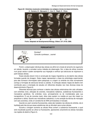 Biologia do Desenvolvimento Animal Comparado
101
Figura 02 - Embriões mostrando similaridades nos estágios iniciais do desenvolvimento.
A - Humano. B – Marsupial. C – Ave. D – Réptil. E – Peixe.
A B C D E
Fonte: Adaptado de Developmental Biology. Gilbert, S.F. 8ª Ed. 2006.
PERGUNTAS???
Dúvidas?
Consulte o professor... avante!
Porém, a observação individual das células era difícil em virtude do tamanho do organismo
em estudo, levando a conceber outros métodos de observação. Daí, a ideia de utilizar corantes
num grupo celular e poder acompanhar sua migração e verificar que estruturas se originavam a
partir dessas células.
Esses estudos deram início à construção de mapas migratórios ou de destino das células
formadas quando da clivagem. Estes mapas representam a base da embriologia experimental,
pois eles fornecem informações sobre pesquisas e a origem no embrião de onde normalmente
começa a formação de estruturas larvais ou adultas. A confecção desses mapas de destino tem
contribuído para a orientação de estudos em diferentes direções nas mais diversas áreas do
desenvolvimento (Figura 3).
Diferentes técnicas para conhecer o destino das células embrionárias têm sido utilizadas:
com embriões vivos, utilização de corantes, marcadores radiativos, substâncias fluorescentes e
marcadores genéticos. Os embriões vivos, principalmente os de invertebrados pela sua
transparência. O uso de corantes (sais), ditos vitais ajudam na medida em que não matam ou
prejudicam a célula. Quanto aos marcadores radioativos, é uma variação da técnica de marcação
com sais (corantes), onde um constituinte do DNA (aminoácidos) é marcado.
Quando se usam corantes fluorescentes, estes são injetados nas células do embrião, isto é
facilitado pelo fato de que essas substâncias não se difundem para outras células.
Durante a clivagem somente as células filhas contem a substancia fluorescente, a qual
será visualizada quando se utiliza luz fluorescente, aparecendo unicamente às células marcadas
nas regiões de destino (Figura 4).
 