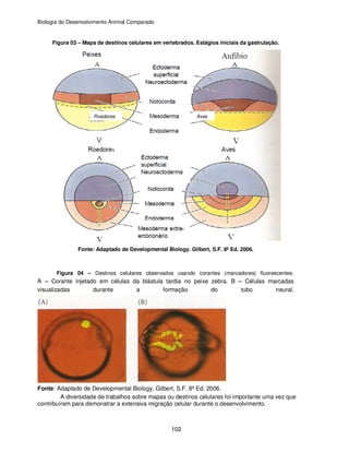 Biologia do Desenvolvimento Animal Comparado
102
Figura 03 – Mapa de destinos celulares em vertebrados. Estágios iniciais da gastrulação.
Fonte: Adaptado de Developmental Biology. Gilbert, S.F. 8ª Ed. 2006.
Figura 04 – Destinos celulares observados usando corantes (marcadores) fluorescentes.
A – Corante injetado em células da blástula tardia no peixe zebra. B – Células marcadas
visualizadas durante a formação do tubo neural.
Fonte: Adaptado de Developmental Biology. Gilbert, S.F. 8ª Ed. 2006.
A diversidade de trabalhos sobre mapas ou destinos celulares foi importante uma vez que
contribuíram para demonstrar a extensiva migração celular durante o desenvolvimento.
AvesRoedores
 