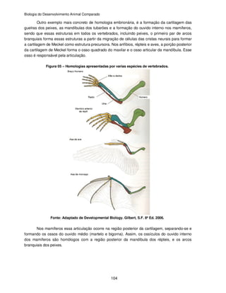 Biologia do Desenvolvimento Animal Comparado
104
Outro exemplo mais concreto de homologia embrionária, é a formação da cartilagem das
guelras dos peixes, as mandíbulas dos tubarões e a formação do ouvido interno nos mamíferos,
sendo que essas estruturas em todos os vertebrados, incluindo peixes, o primeiro par de arcos
branquiais forma essas estruturas a partir da migração de células das cristas neurais para formar
a cartilagem de Meckel como estrutura precursora. Nos anfíbios, répteis e aves, a porção posterior
da cartilagem de Meckel forma o osso quadrado do maxilar e o osso articular da mandíbula. Esse
osso é responsável pela articulação.
Figura 05 – Homologias apresentadas por varias espécies de vertebrados.
Fonte: Adaptado de Developmental Biology. Gilbert, S.F. 8ª Ed. 2006.
Nos mamíferos essa articulação ocorre na região posterior da cartilagem, separando-se e
formando os ossos do ouvido médio (martelo e bigorna). Assim, os ossículos do ouvido interno
dos mamíferos são homólogos com a região posterior da mandíbula dos répteis, e os arcos
branquiais dos peixes.
 