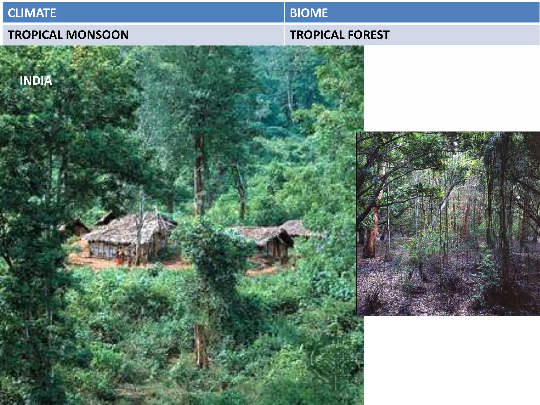 CLIMATE            BIOME
TROPICAL MONSOON   TROPICAL FOREST


 INDIA
 