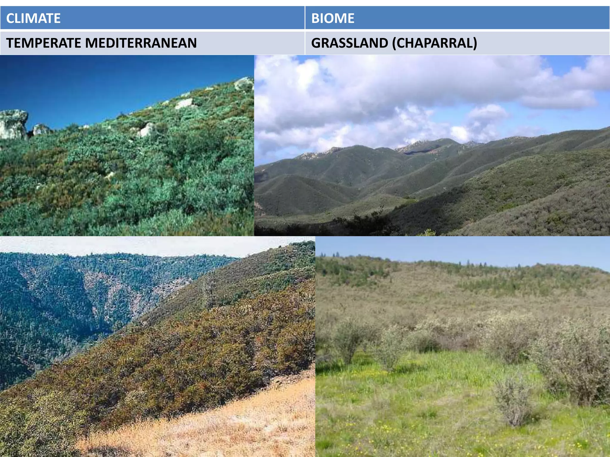 CLIMATE                   BIOME
TEMPERATE MEDITERRANEAN   GRASSLAND (CHAPARRAL)
 