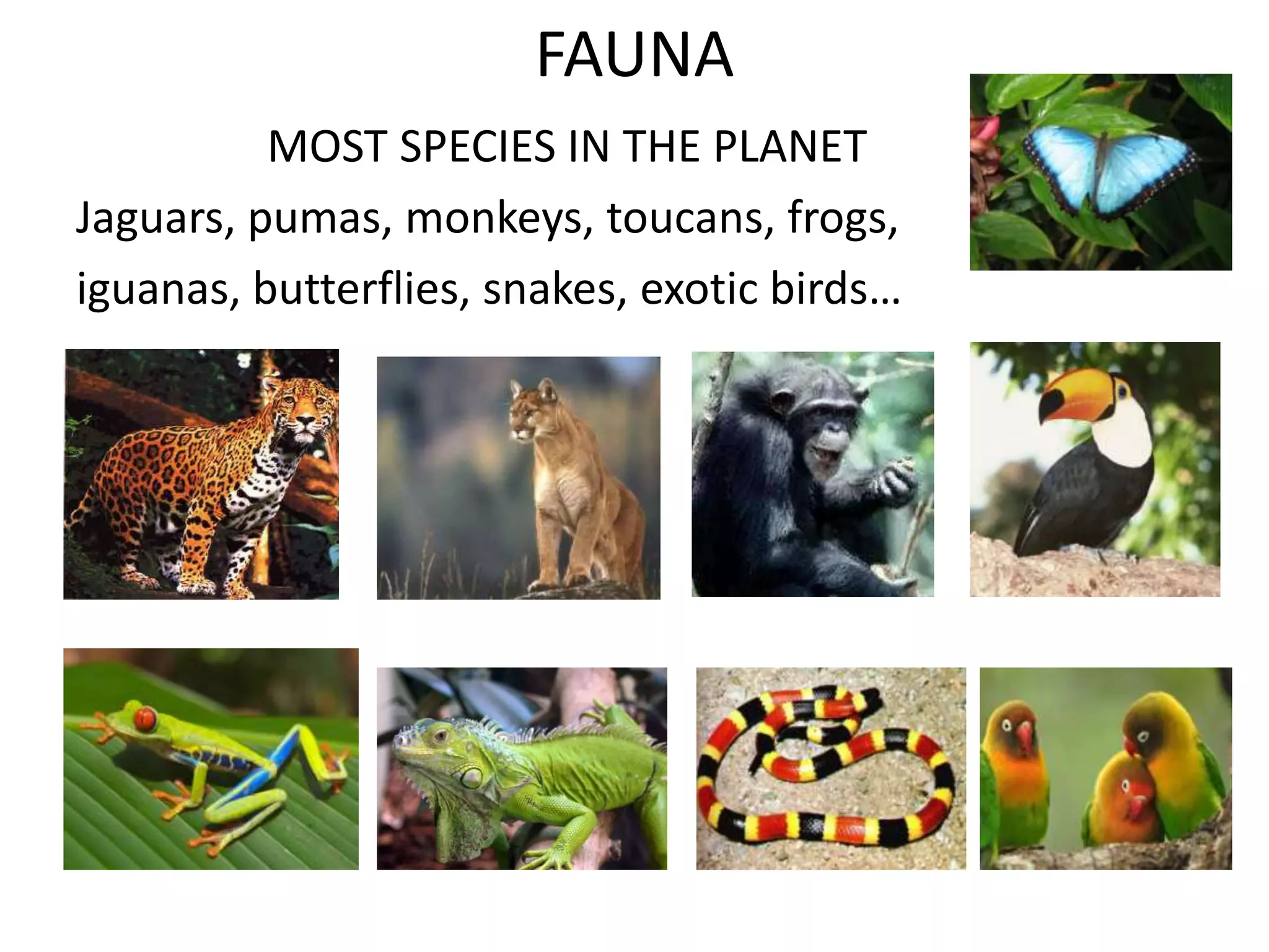 FAUNA
          MOST SPECIES IN THE PLANET
Jaguars, pumas, monkeys, toucans, frogs,
iguanas, butterflies, snakes, exotic birds…
 